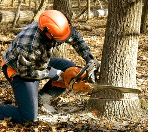 Tree Removal in Truchas, NM